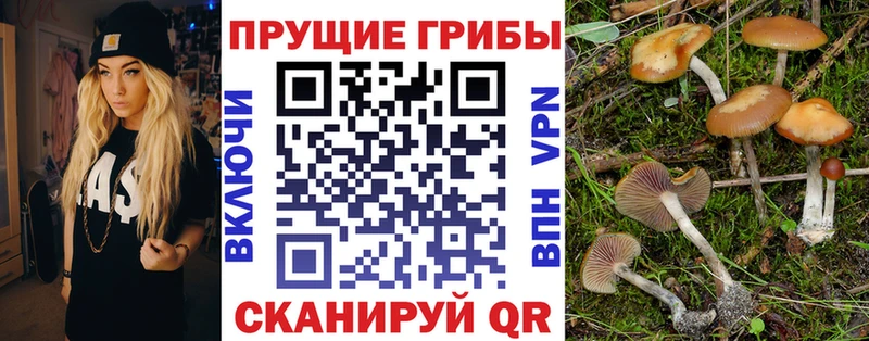 MEGA ТОР  Беломорск  Галлюциногенные грибы Psilocybine cubensis 